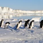 Pinguine: Die monogamen Smokingvögel, die unter Wasser fliegen