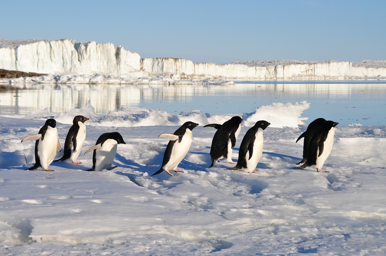 Pinguine: Die monogamen Smokingvögel, die unter Wasser fliegen