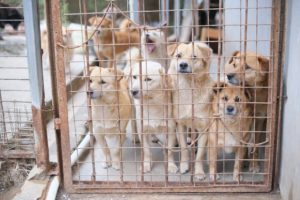 Die Bedeutung der Adoption von Tieren aus dem Tierschutz